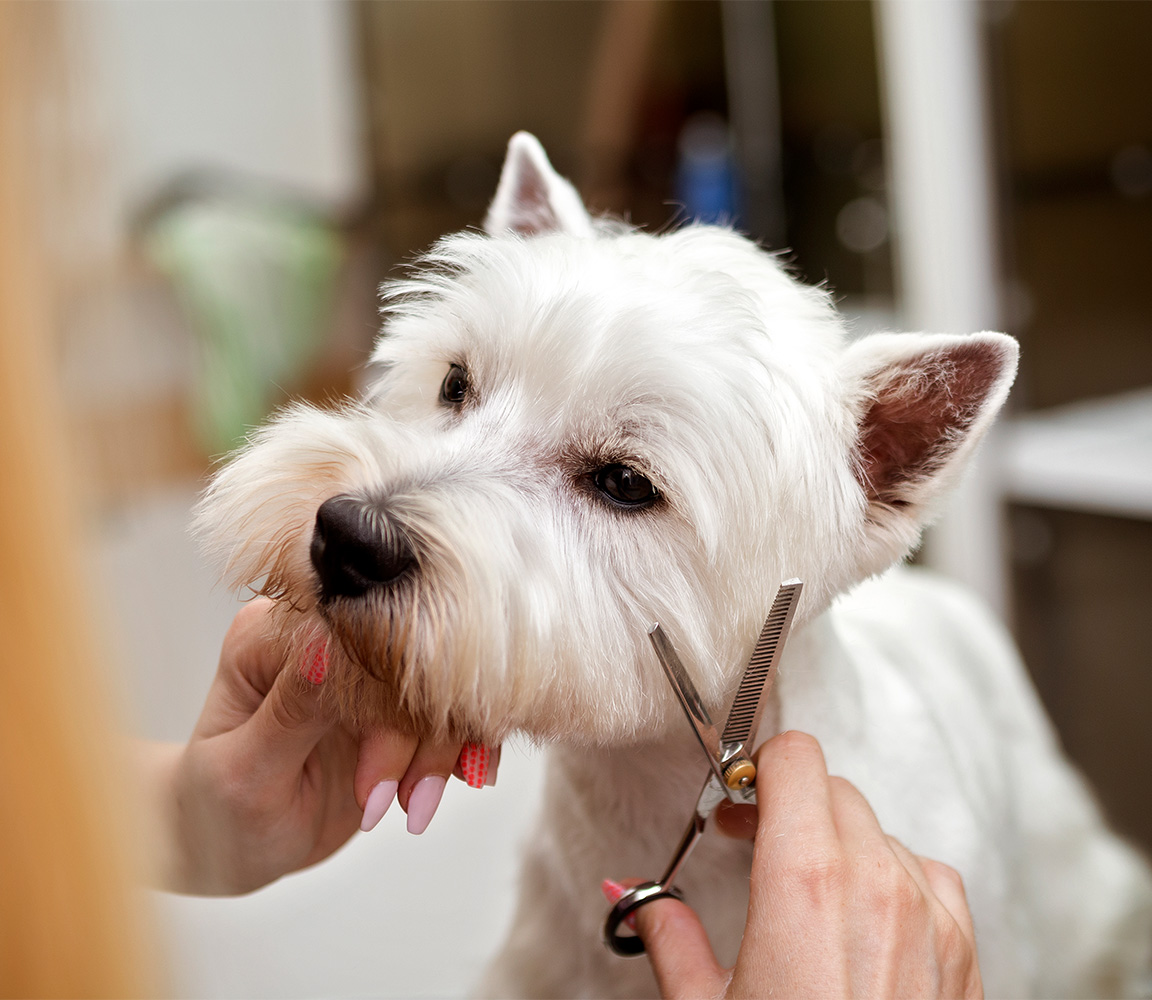 West Highland White Terrier