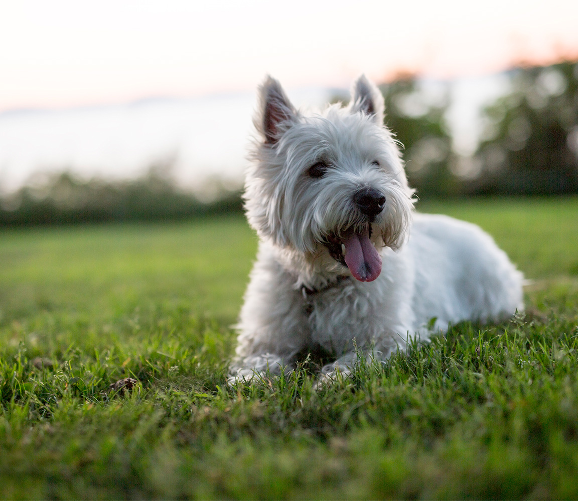 West Highland White Terrier