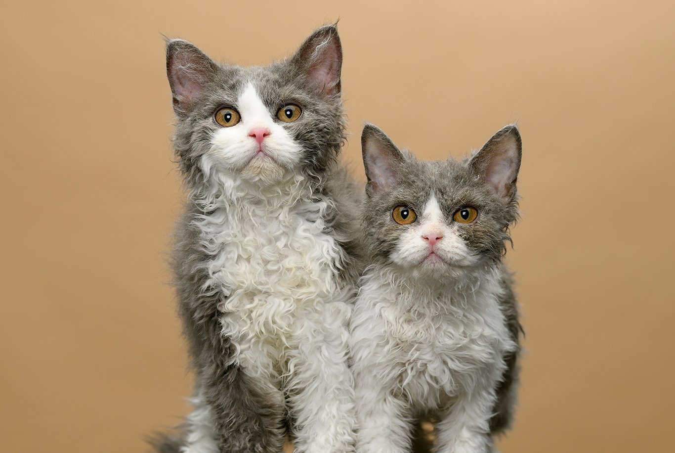 Selkirk Rex