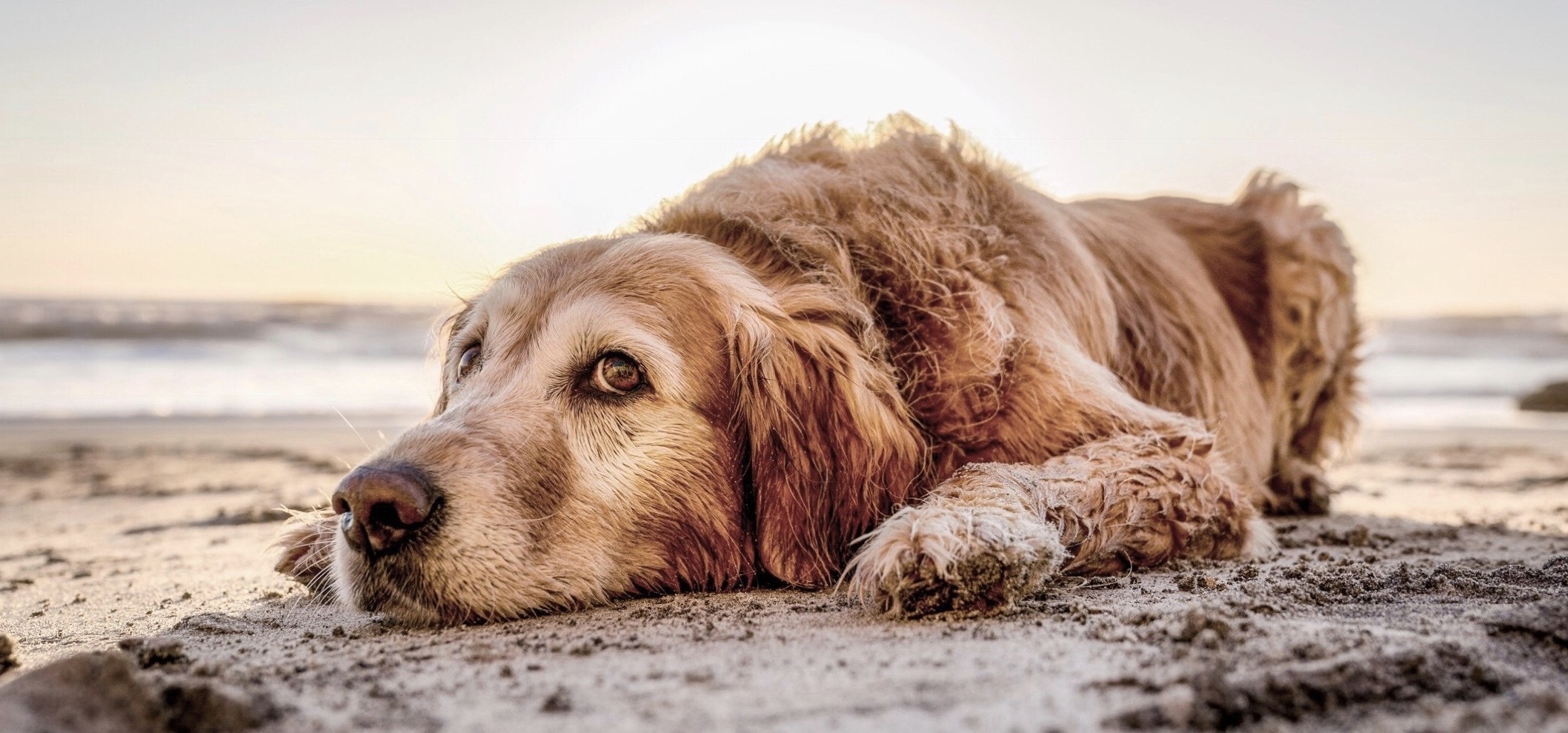 prendre-soin-coussinets-chiens-husse prendre-soin-coussinets-chiens-husse